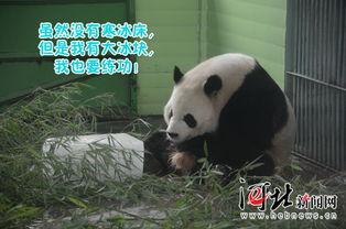 娱乐吃瓜大熊猫视频